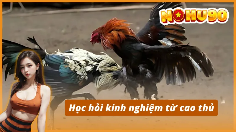 Chiến thuật bắt kèo AOG đá gà - Tăng tỷ lệ thắng