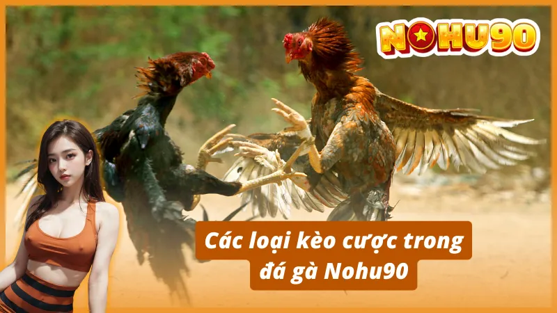 Hướng dẫn tham gia đặt cược đá gà Nohu90 chi tiết nhất